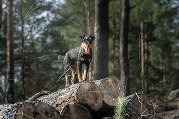 Jagdterrier standing on a log in the forest