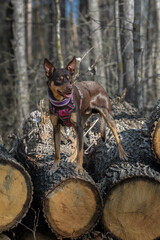 Australian Kelpie standing on a log in the forest