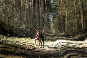 Australian Kelpie walking on a forest