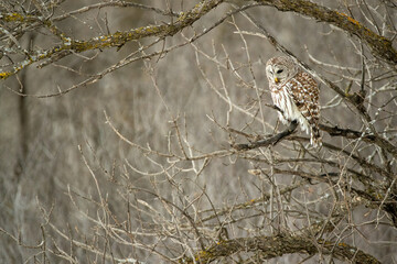 Barred Owl taken in southern MN