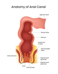 Anatomy of Anal Canal Diagram