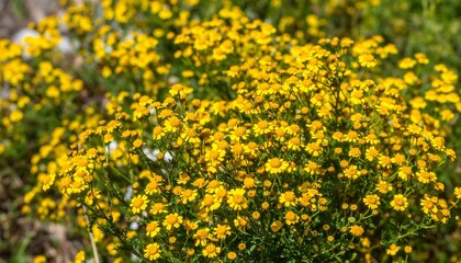 Obraz premium Close-up of many small yellow flowers