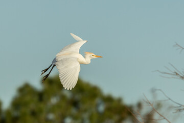 Cattle Egret breeding in flight taken in SE Florida