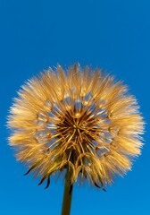 Fototapeta premium Close-up of a dandelion seed head against a bright blue sky, showing intricate details.