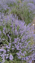 Lavender Fields in Full Bloom An Aromatic Paradise for Bees and Nature Enthusiasts Alike