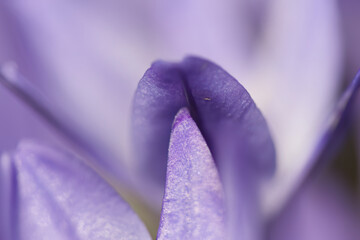 Macro close-up of a purple flower, close-up structure of a blue triteleia petal, super close-up of...