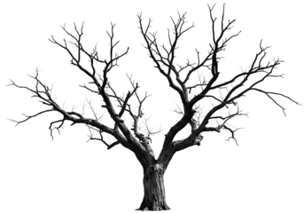 A stark bare tree with intricate branches isolated on transparent background