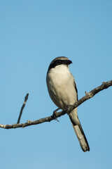 Loggerhead Shrike taken in SW Florida