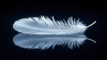 Obraz premium A Single White Feather's Delicate Reflection