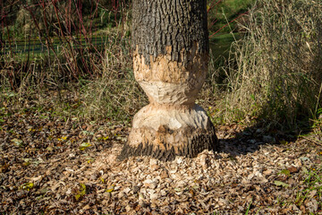 American Beaver chewing on tree taken in southern MN