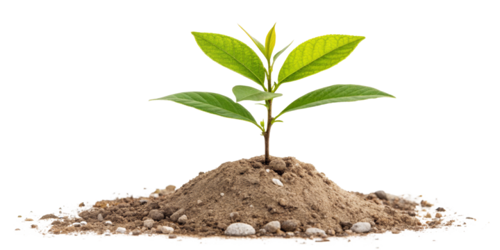 Green Plant Sprout in Soil, Isolated on Transparent Background, Growth, Nature, Seedling, Plant, Sprout, Growth