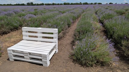A Beautiful Lavender Field Featuring a Charming Rustic White Pallet Seat for Relaxation