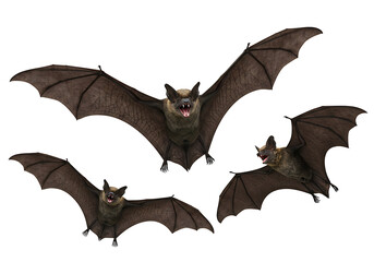 Fototapeta premium Three bats in flight isolated on transparent background