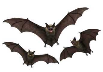 Three bats in flight isolated on transparent background