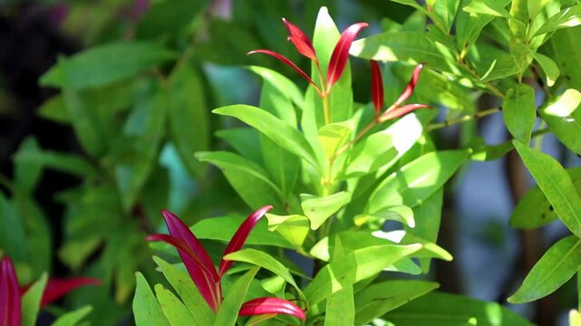 Red Shoot Leaf Plant displays the vibrant beauty of nature.