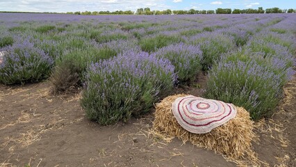 Lavender Fields in Full Bloom Featuring a Unique and Creative Hay Sculpture Nearby