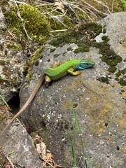 Lizard