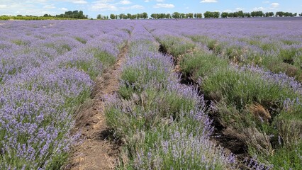 Experience vibrant Lavender Fields in full bloom, showcasing natures artistry in beauty