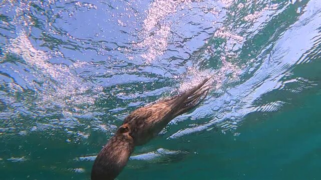 octopus swimming underwater in mediterranean sea. One octopus at the sea in slow motion