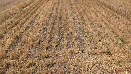 A Dry Agricultural Field After the Harvesting Process Has Been Completed Successfully