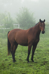 Obraz premium Misty morning with horses grazing on green pasture.