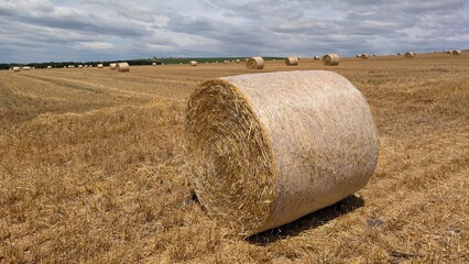 Beautiful Rural Landscape Featuring Round Hay Bales Lying in a Vibrant Golden Field