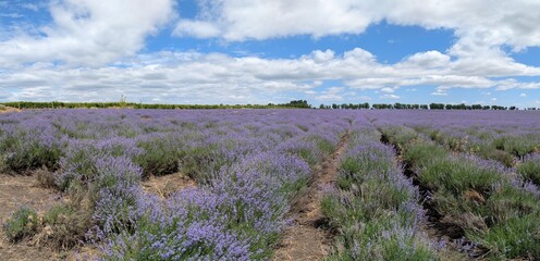 Experience the breathtaking beauty of expansive Lavender Fields set beneath a clear blue sky