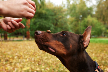 Dog balancing a treat on its nose outdoors during training