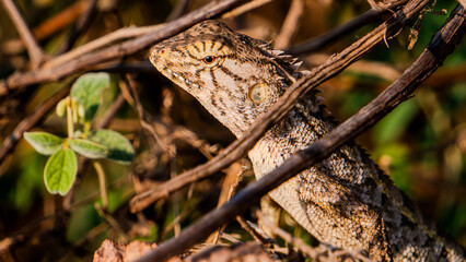 A high-resolution close-up of an Oriental lizard (Calotes Versicolor) expertly blending into its natural enviroment.  The image highlights the reptile's textured scales, orange eye ring.