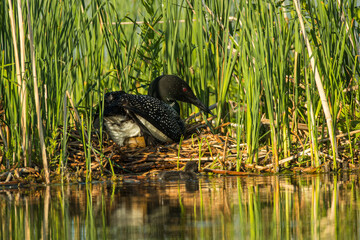 Common Loon on nest with eggs, taken in central MN