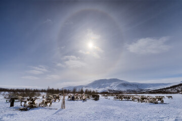 View of reindeer congregating on a snow-covered field under a brilliant sun halo, framed by distant mountains, Salekhard, Yamalo-Nenets Autonomous Okrug, Russia.