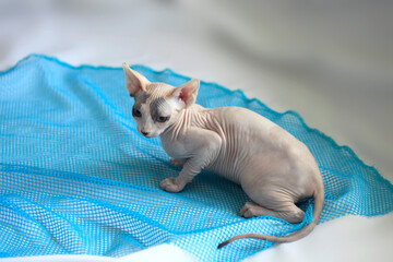 Portrait of cute sphinx cat