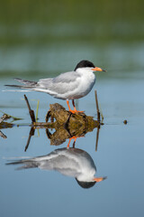 Forester's Tern adult taken in centeral MN