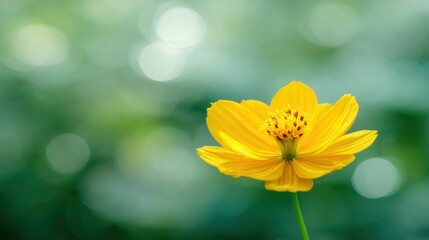 A vibrant yellow flower stands out against a soft green background.