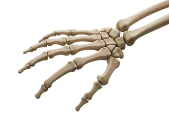 Closeup view of a human hand skeleton isolated on transparent background