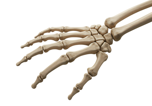 Closeup view of a human hand skeleton isolated on transparent background