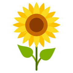 sunflower isolated on white background