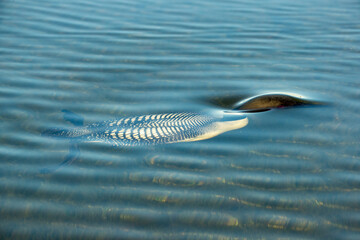 Common Loon under water taken in central MN © Stan