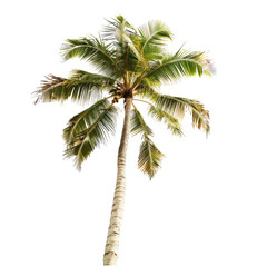 Isolated palm tree against black