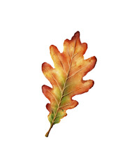 Watercolor illustration of autumn oak leaf in warm tones of orange, red and green. for fall designs, thanksgiving invitations, seasonal decor, nature prints, scrapbooking and DIY projects.