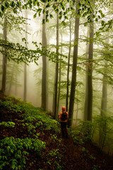 Solitary hiker in a beech forest landscape in the fog. Magical picture of a foggy forest in Carpathian Mountains of Romania.