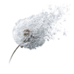 A dandelion seed head in motion