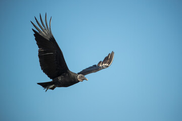 Black Vulture in flight taken in SW Florida