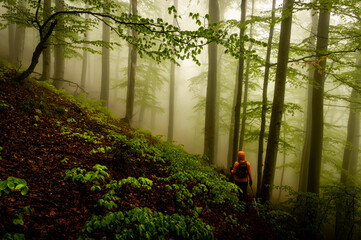 Solitary hiker in a beech forest landscape in the fog. Magical picture of a foggy forest in Carpathian Mountains of Romania.
