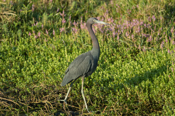 Little Blue Heron taken in SW Florida