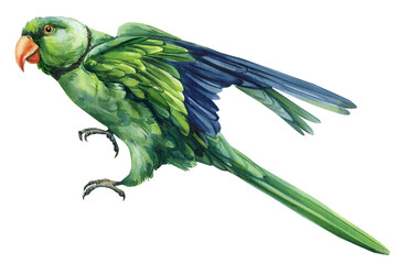 Flying green ringneck parrot watercolor illustration exotic tropical bird with orange beak blue wings isolated white background © Hanna