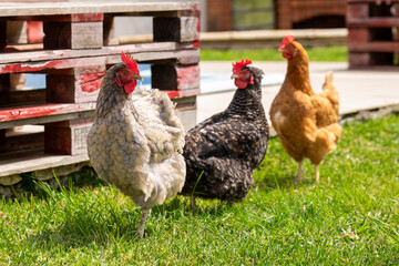 trois poules dans le jardin se baladent