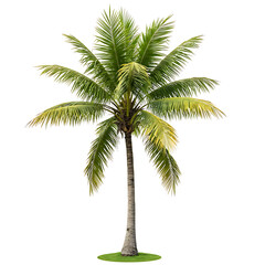 Naklejka premium Tall coconut palm tree isolated on transparent background