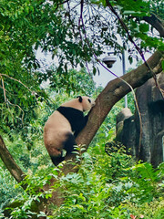 Giant panda cub in Panda Base, Chengdu, China
