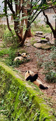 Giant panda cub in Panda Base, Chengdu, China